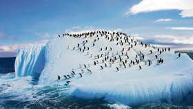 V létě se tučňácii zabývají pouze sháněním potravy