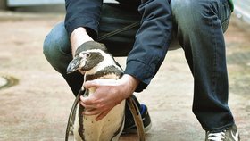 Neobvyklý tučňák z pražské zoo: Rád se mazlí
