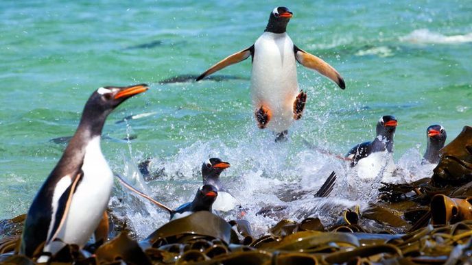 Může tučňák létat? 