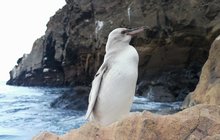 Na Galapágách byl poprvé spatřen... Vzácný tučňák albín! 