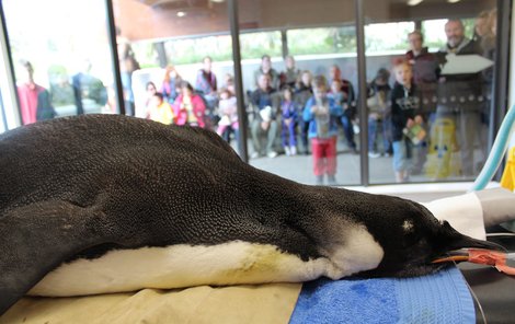 Tučňák Happy Feet bojuje o život.