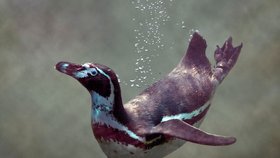 Na západě Kanady se v zoologické zahradě Calgary utopilo sedm tučňáků Humboldtových (ilustrační foto).