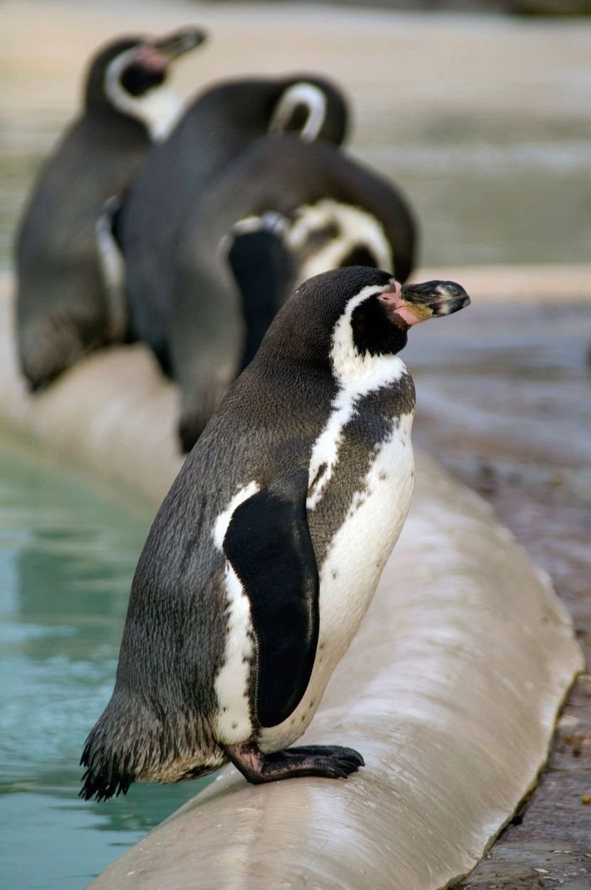 Zatímco některá zvířata překvapují svou tolerancí chladného počasí, tučňáci Humboldtovi v pražské zoo překvapili opakem a chovatelé je zavřeli do většího tepla v ubikaci