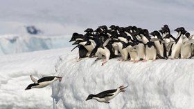 Zapomeňte na Antarktidu. Tučňáci pocházejí z Austrálie a Nového Zélandu, zjistili vědci