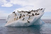 V Antarktidě zmizela obří kolonie tučňáků: Desítky tisíc mláďat se asi utopily