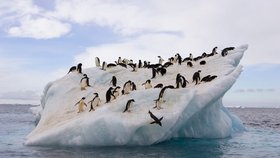 Kolonie tučňáků kroužkových