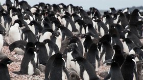 Z kolonie tučňáků kroužkových přežilo už jen 10 tisíc jedinců. Ještě před pěti lety jich přitom bylo 160 tisíc.