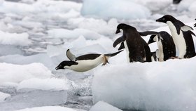 Na Antarktidě naměřili nejteplejší den, rekord se blíží 20 °C