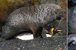 Na Marionském ostrově lachtani medvědí znásilňují tučňáky královské