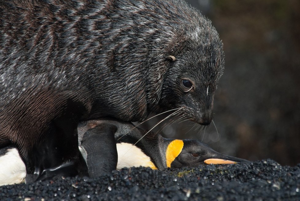 Samička tučňáka se snaží bránit, ale lachtan má převahu