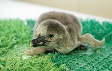 Tučňáčí zázrak v Zoo Praha: Ptáče sousedé vykopli