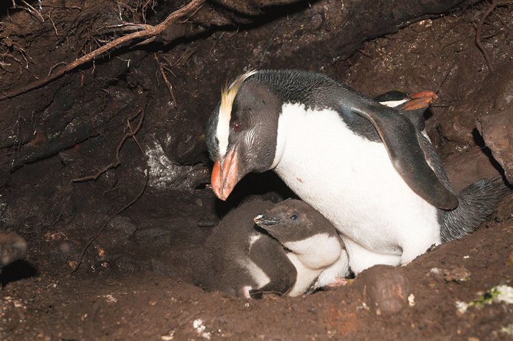 Tučňák novozélandský si buduje hnízdo pod kořeny stromů nebo pod převislými balvany v hustém pralesním podrostu