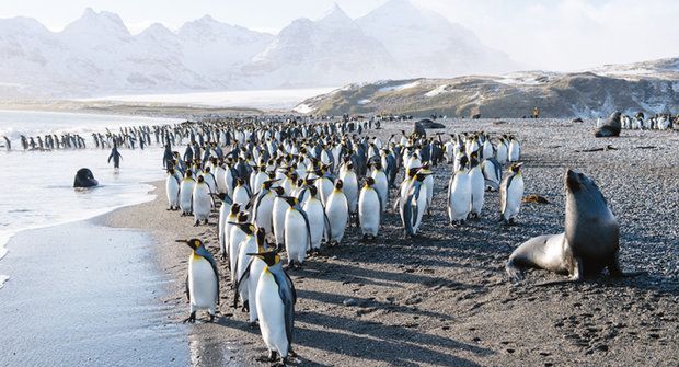 Tučňáci na ostrově rajského plynu pobláznili vědce... doslova!
