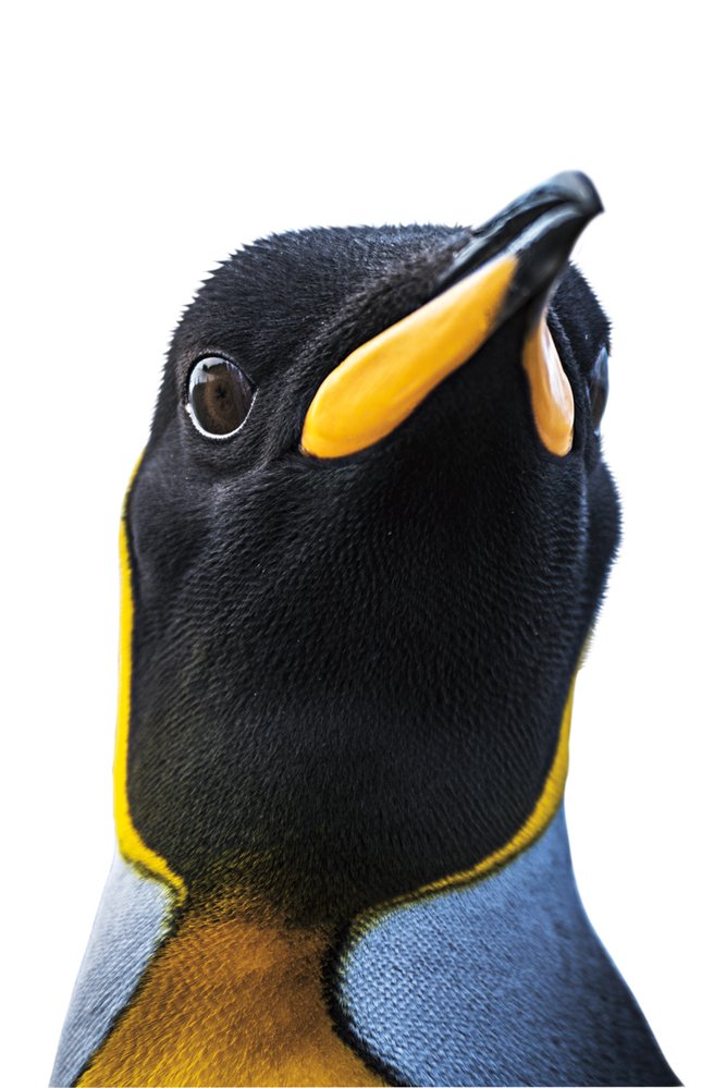 Tučňák patagonský je druhý největší žijící druh tučňáka