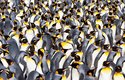 Tučňáci patagonští se zdržují především na ostrovech kolem Antarktidy