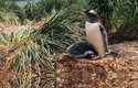 Tučňák Poncetové – P. poncetii
