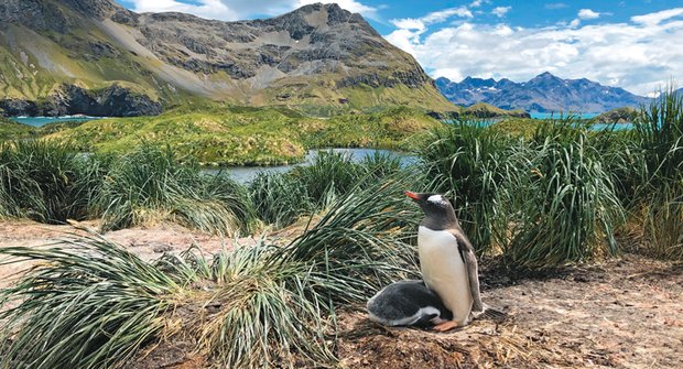 Stejní tučňáci nejsou stejní: Tučňák oslí překvapil vědce