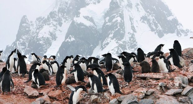 Tajemství Antarktidy: Nedotčený život ve vnitrozemí