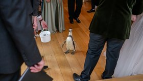 Tučňák přinesl novomanželům prsteny