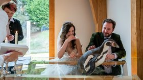 Tučňák přinesl novomanželům prsteny