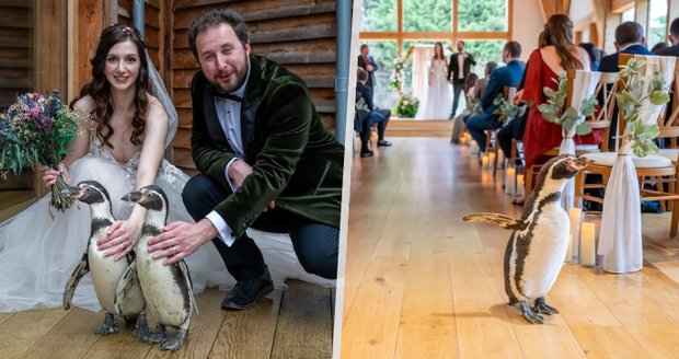 Nejroztomilejší host překvapil svatebčany: Prstýnky novomanželům přinesl tučňák