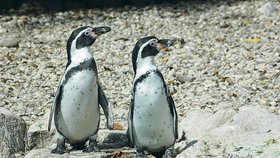 Kolonie dospělých tučňáků. Těm už ošetřovatelé ryby rozhazují