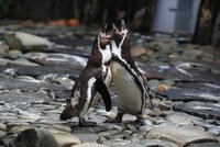 Levné ryby tučňákům nechutnají, stěžují si experti v akváriu. Levnou potravou neošálili ani vydry