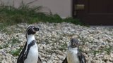 Nejoblíbenější zvíře v plzeňské zoo: Elegantní tučňáci vyvedli mladé, na mazlení je neužije