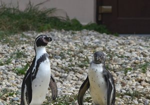 Oproti dospělým (vlevo) jsou mladí tučňáci jednoduše zbarvení, chybí jim černá elipsa na břiše a nad okem bílý pruh.