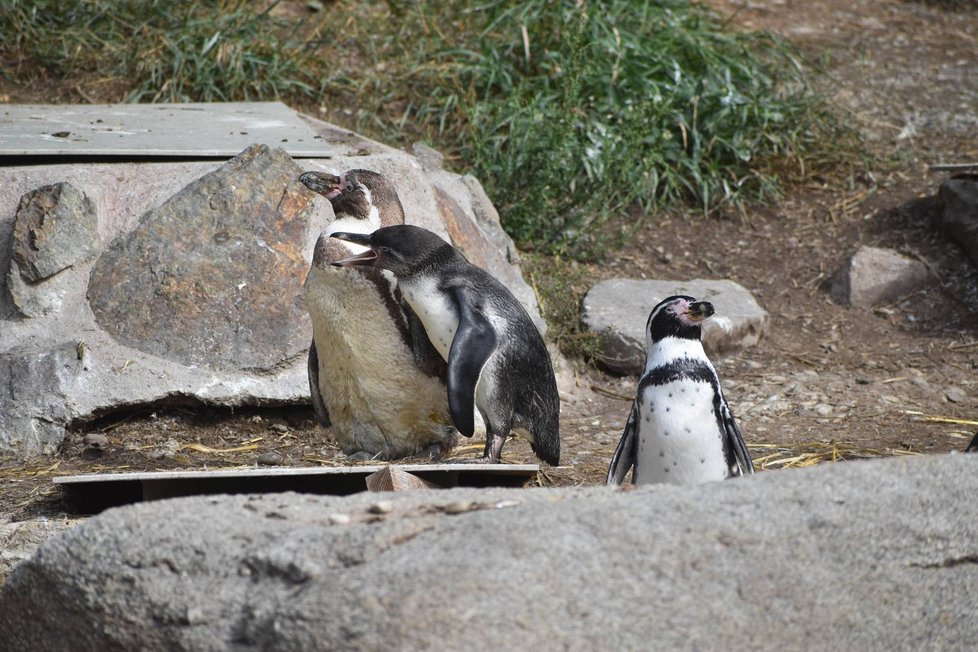 Nejstarší, nejmladší a dospělý (zleva) tučňák v plzeňské zoo.