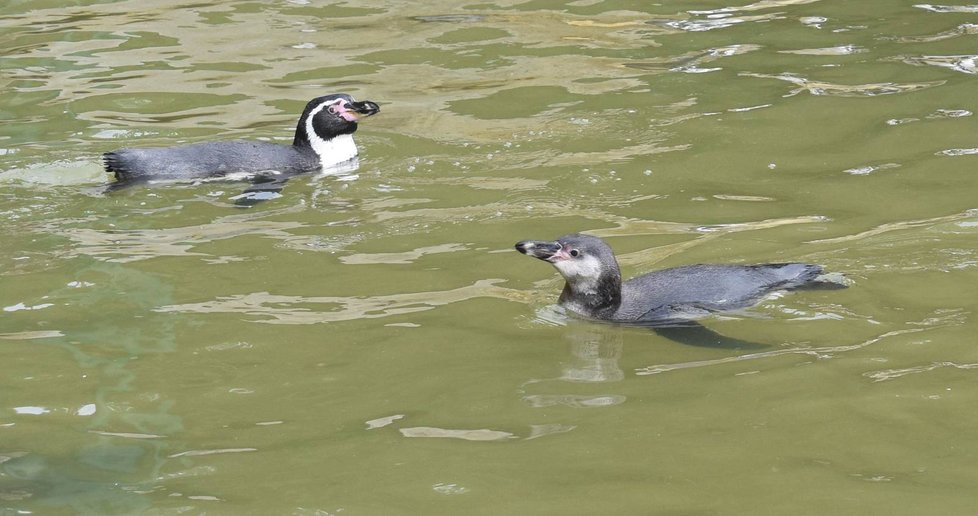 Oproti dospělým (vlevo) jsou mladí tučňáci jednoduše zbarvení, chybí jim černá elipsa na břiše a nad okem bílý pruh.