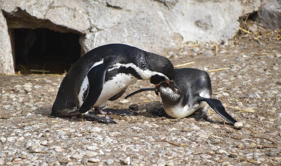 Mladé tučňáky krmí rodiče natrávenou potravou. Fotograf: Romana Vébrová