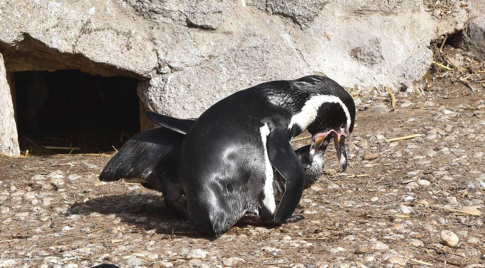 Mladé tučňáky krmí rodiče natrávenou potravou. Fotograf: Romana Vébrová