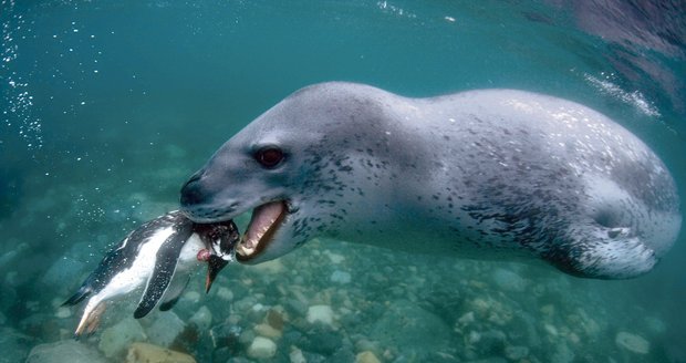 Tuleň se fotografovi pochlubil svou kořistí