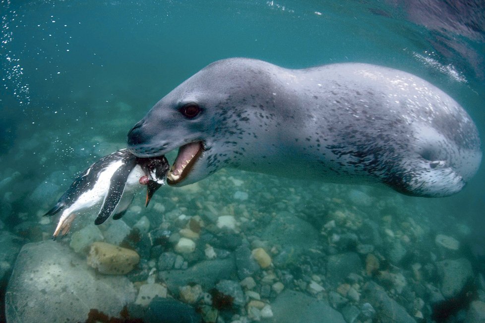 Žraloci si lidi zřejmě pletou s tuleni
