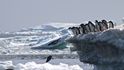 O obřích koloniích tučňáků na Nebezpečných ostrovech se sice hovořilo, ale teď už mají vědci důkazy.