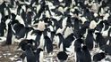 Na Nebezpečných ostrovech je obří kolonie tučňáků, která čítá 1,5 milionu jedinců.