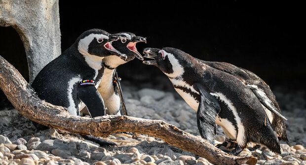 Roztomilá mláďata tučňáků začala chodit do školky: Podívejte se!