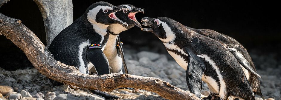 Roztomilá mláďata tučňáků začala chodit do školky: Podívejte se!