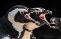 Tučňáci brýloví obývají zcela novou průchozí expozici