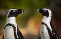 Tučňáci brýloví vytvářejí páry, které jsou si celoživotně věrné