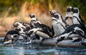 V přírodě žijí tučňáci brýloví v početných koloniích
