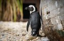 Tučňák brýlový je v přírodě ohrožený vyhynutím, záchovné chovy v zajetí jsou proto pro jejich přežití důležité