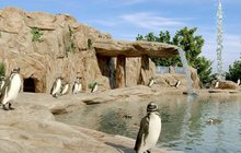 Hry, vylomeniny, milé kukuče či lov ryb, a to i pod hladinou. To už brzy budou sledovat Ostravané u nového zvířátka v zoologické zahradě. Poprvé v historii tu budou chovat tučňáky, a to ve vskutku velkolepé expozici!