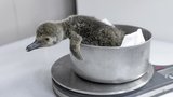 Radost v pražské zoo vystřídal smutek: Tučňáčí miminko zemřelo na zápal plic