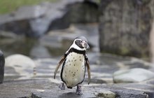 Tučňák Karlík v Zoo Praha slavil narozeniny: Ke třicátinám slupl sledě 