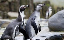 »Tučňáčice« Miluška z pražské zoo: Nejdřív šikana, a pak... První lekce plavání!