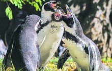 Zvláštní chování tučňáků na podzim v pražské zoo: Propukly u nich vášně!