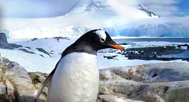Hurá za tučňáky v 360° videu!
