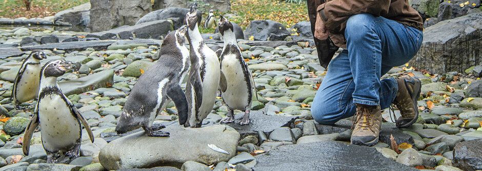 Jídelní lístek pražské zoo: Kolik toho sní slon?